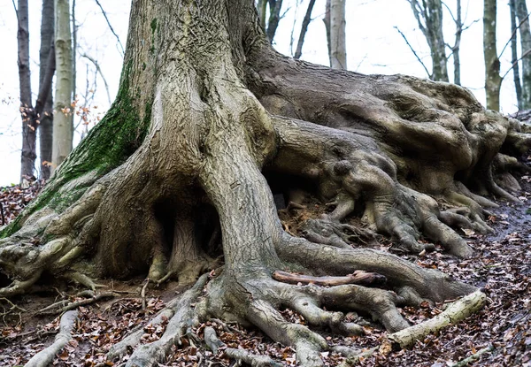 Raíces de árboles viejos — Foto de Stock