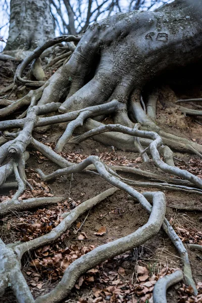 Raíces de árboles viejos — Foto de Stock