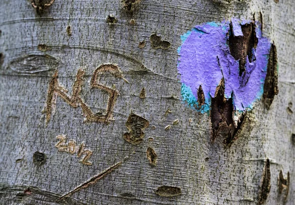 Tree trunk with spray blob — Stock Photo, Image