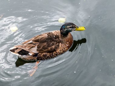 Ördek gölette yüzüyor.