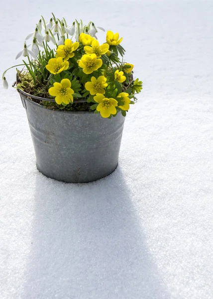 春の最初の兆候。冬のトリカブトとスノー ドロップ — ストック写真