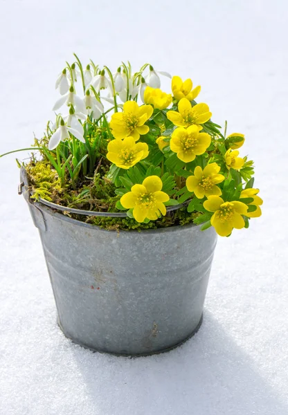 De eerste tekenen van de lente. Winter monnikskap en sneeuwklokjes — Stockfoto