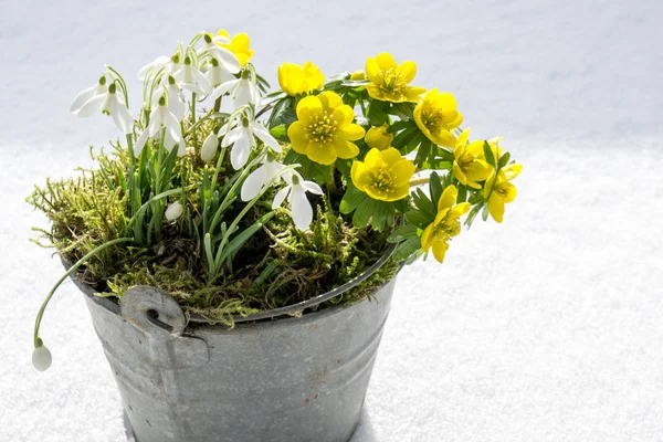 I primi segni della primavera. Conito invernale e bucaneve — Foto Stock