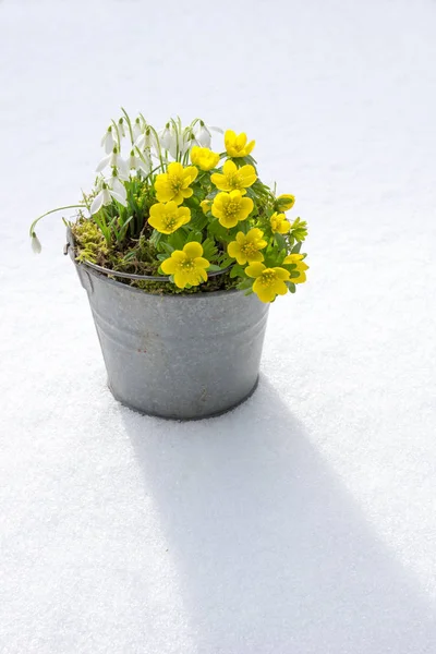 The first signs of spring. Winter aconite and snowdrops — Stock Photo, Image