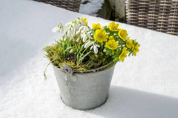 Los primeros signos de la primavera. Acónito de invierno y nevadas —  Fotos de Stock