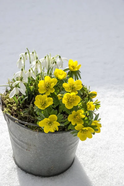 The first signs of spring. Winter aconite and snowdrops — Stock Photo, Image