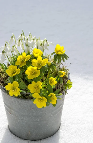 Az első jelei a tavasz. Téli sisakvirág és a hóvirág — Stock Fotó