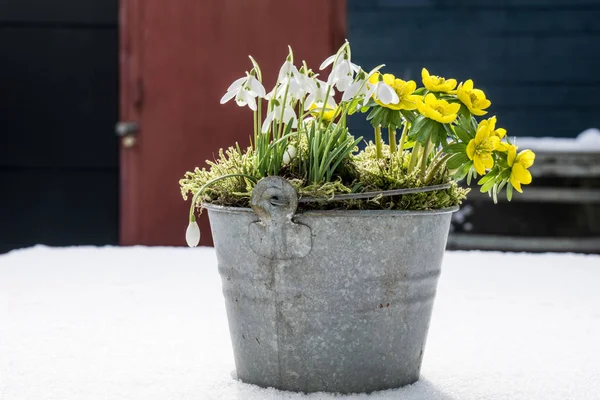I primi segni della primavera. Conito invernale e bucaneve — Foto Stock