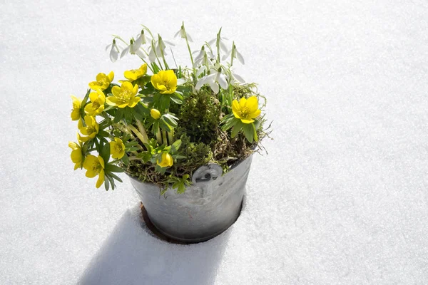 Die ersten Anzeichen des Frühlings. Wintersonnenblumen und Schneeglöckchen — Stockfoto