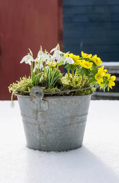 Az első jelei a tavasz. Téli sisakvirág és a hóvirág — Stock Fotó