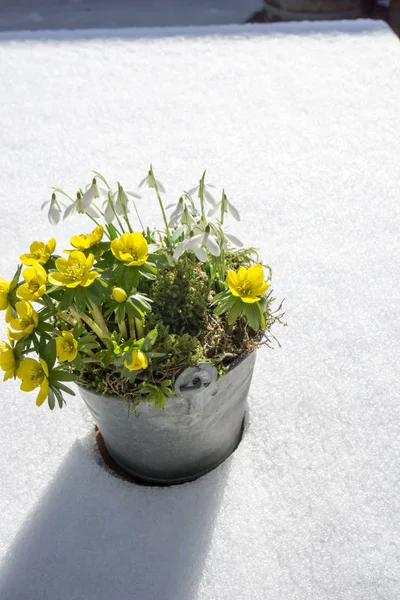 Los primeros signos de la primavera. Acónito de invierno y nevadas — Foto de Stock