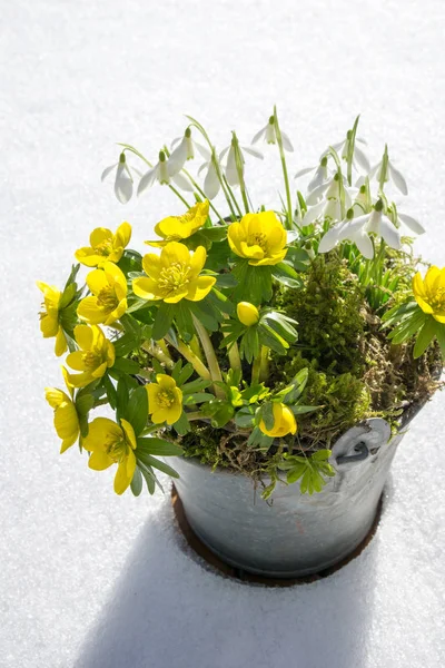 Los primeros signos de la primavera. Acónito de invierno y nevadas —  Fotos de Stock