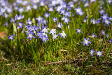 Karların ihtişamı