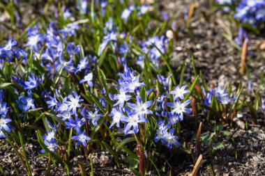 Karların ihtişamı