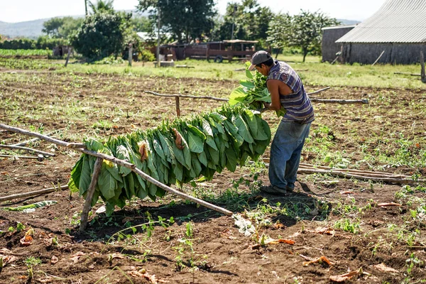 Récolte dans les champs de tabac à Cuba — Photo