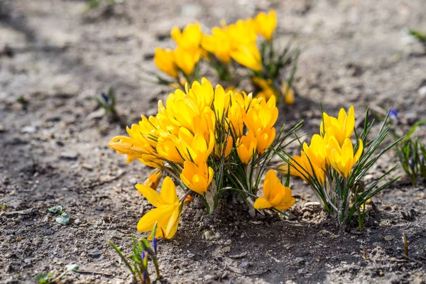 Gele Krokussen in het voorjaar — Stockfoto