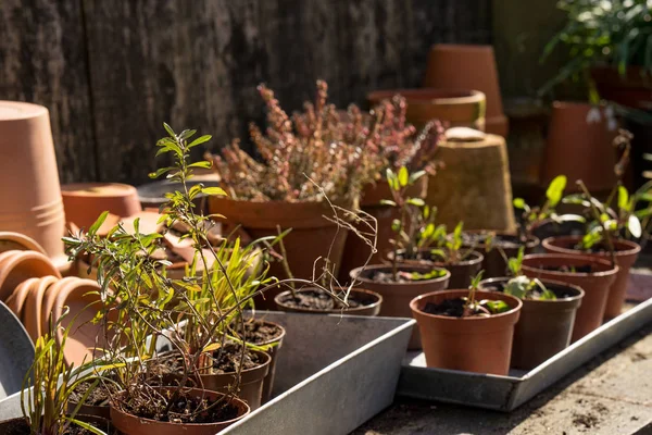 Romantique table de plantes idylliques dans le jardin avec de vieux pots de pot de fleurs rétro, outils de jardin et plantes — Photo