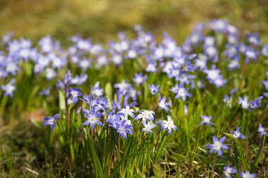 Karların ihtişamı