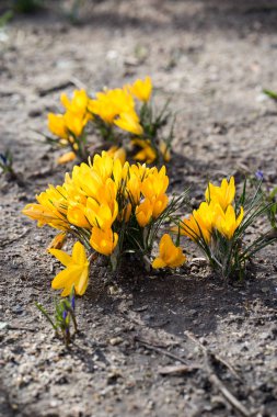 Sarı çiğdemler bahar