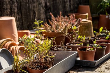 romantik pastoral bitki tablo bahçesinde bulunan eski retro çömlek saksı, Bahçe aletleri ve bitkiler
