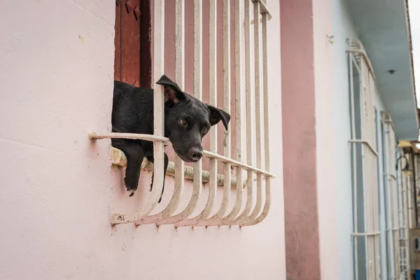 Маленький черный щенок сидит в окне — стоковое фото