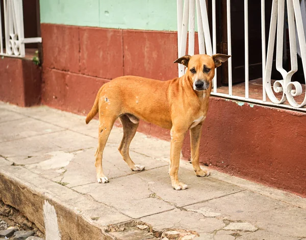 Brun gatan hund — Stockfoto