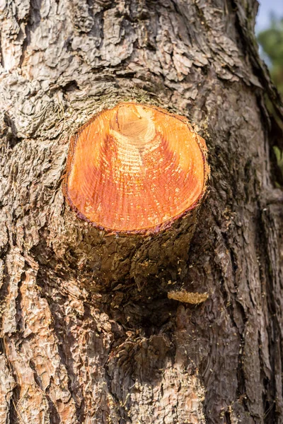 树上被砍的树枝特写镜头 — 图库照片