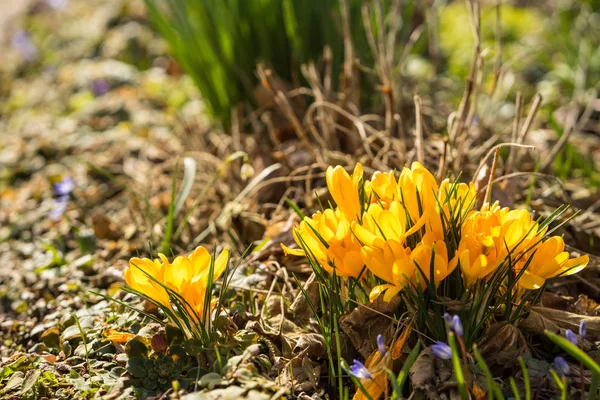 Sárga krókuszok, tavasszal — Stock Fotó