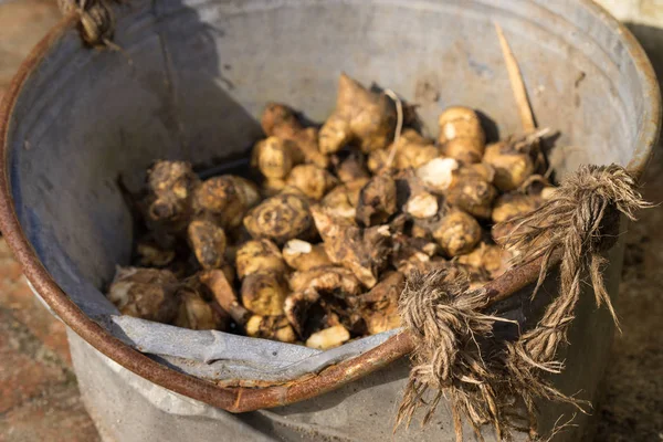 Jerusalem artichokes stored in vintage zinc bucket — Stock Photo, Image