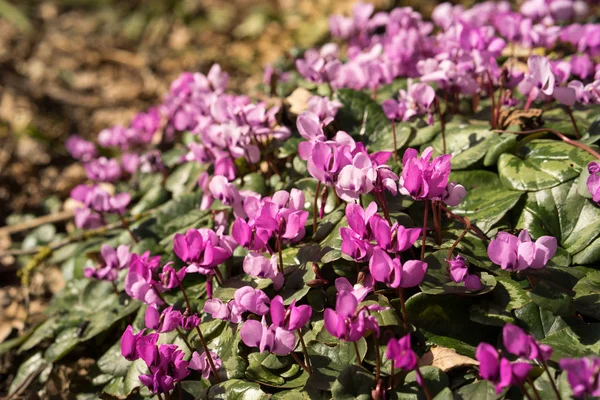 Flores de ciclamen púrpura en el sol de primavera —  Fotos de Stock
