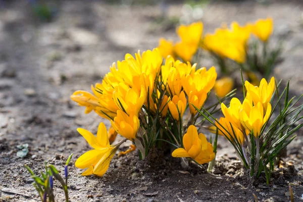Cruces amarillas en primavera —  Fotos de Stock