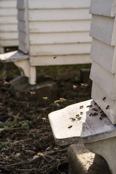 Белый улей и много пчел — стоковое фото