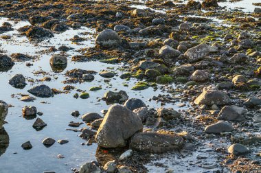 Taş, yosun ve yosun ile Su Kenarı