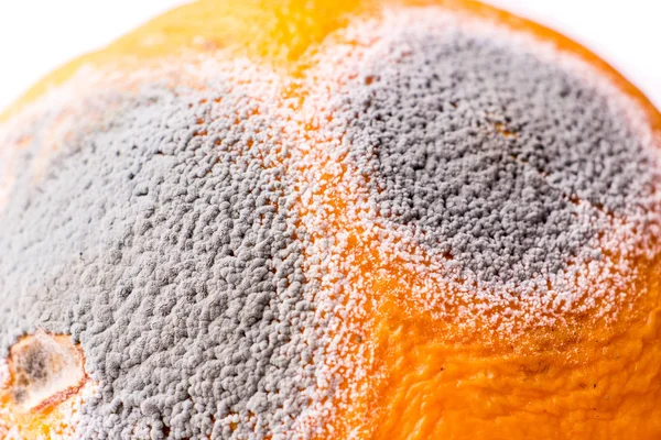 Moldiness, close up of Orange — стоковое фото