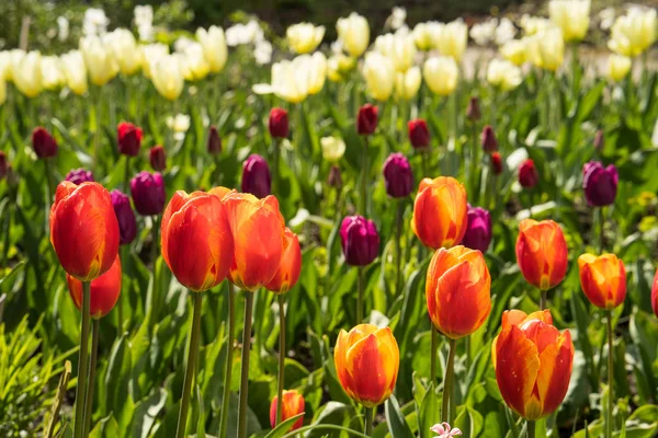 Színes tulipán, tulipán mező — Stock Fotó