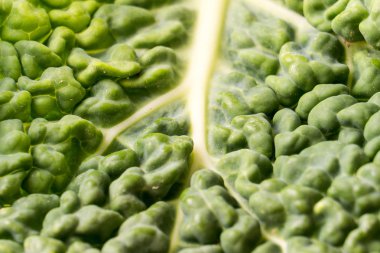 Yeşil savoy lahana yaprağı