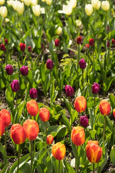 Színes tulipán, tulipán mező — Stock Fotó