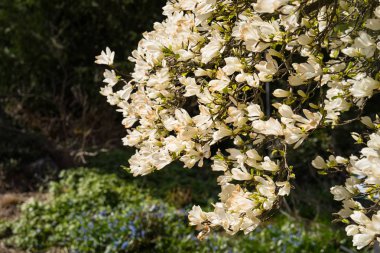 Manolya çiçek tam Bloom bahar