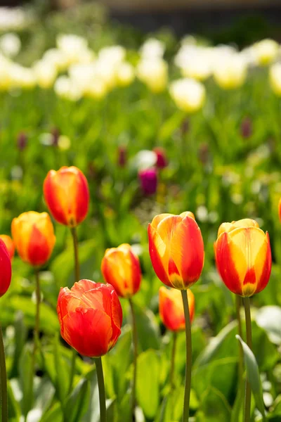 Színes tulipán, tulipán mező — Stock Fotó