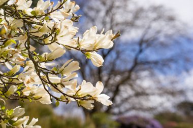 Manolya çiçek tam Bloom bahar
