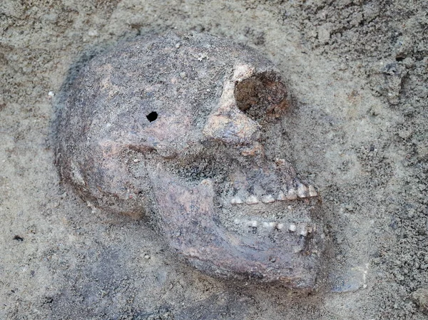 Archäologische Ausgrabung mit Skeletten — Stockfoto