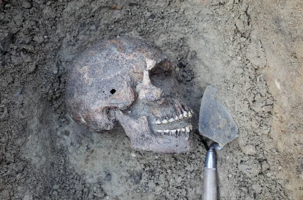 Excavación arqueológica con esqueletos —  Fotos de Stock