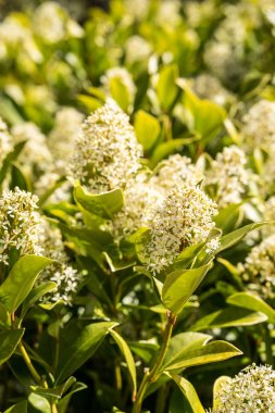 Bush çiçekler baharda duran küçük beyaz çiçekli.