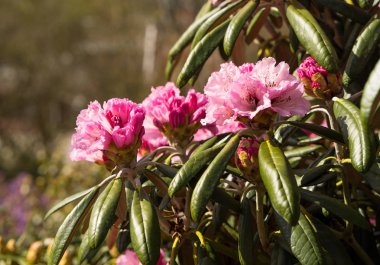 Ormangülü aganniphum çiçekler tam Bloom bahar
