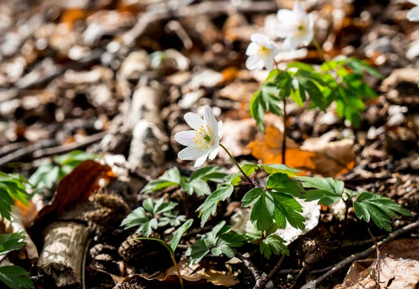 Vigas de primavera hermosas anémonas blancas —  Fotos de Stock