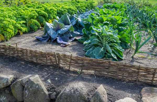 Овощной сад с домашними овощами — стоковое фото