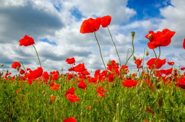 Çiçekli haşhaş alan dolu