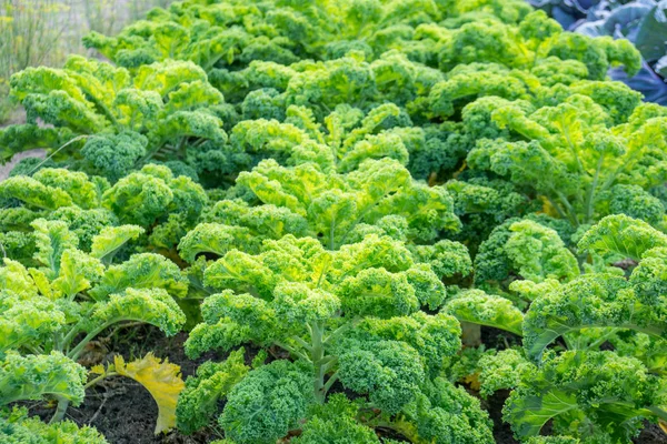 庭とキャベツの野菜の植物 — ストック写真