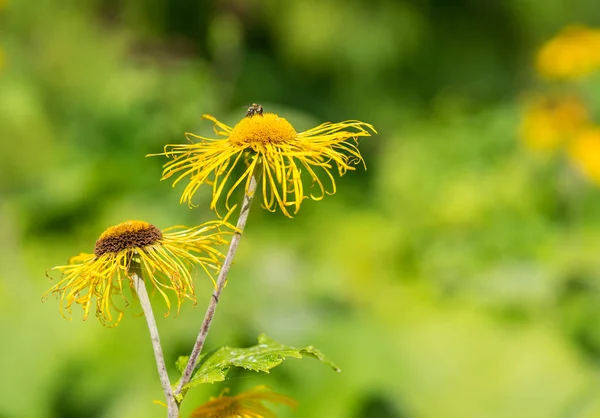 Oxeye de hoja de corazón con pétalos amarillos —  Fotos de Stock