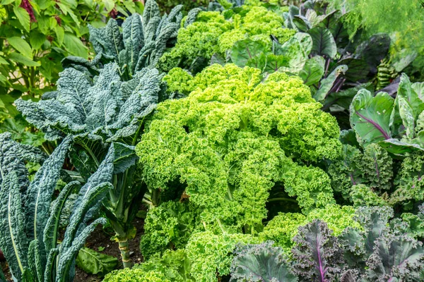 Gemüsegarten mit Kohlpflanzen — Stockfoto